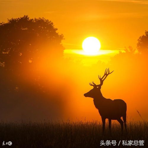 你的孤独虽败犹荣