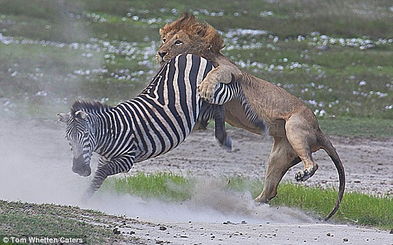 摄影师拍下斑马踢中狮子下巴惊险逃生过程 