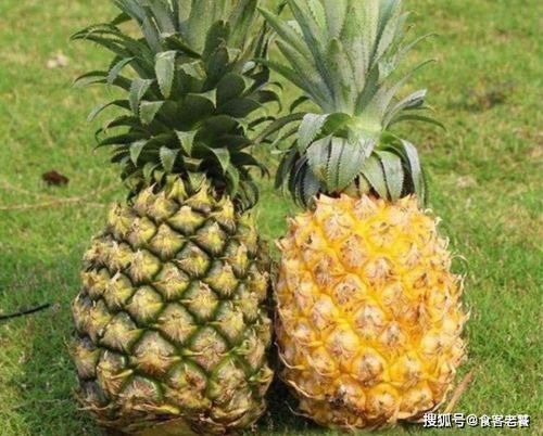 凤梨是菠萝吗 凤梨和菠萝一样吗有什么区别