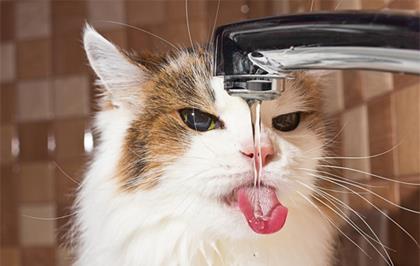 猫咪喝水的方式千奇百怪,但就不喝碗里的水,该怎么办
