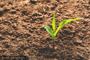 钙对作物有什么作用,含钙高的土壤会影响地下作物生长吗