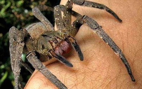 世界上体型最大的蜘蛛,手掌大的蜘蛛,饿了抓老鼠吃