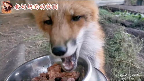 小狐狸爱吃 猪肉 就为这一口求了主人整整1小时 