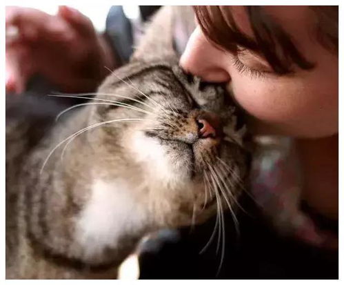 在猫咪眼里, 鼻吻 代表这5个意思,别推开它了