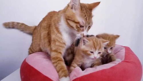 猫咪在生下小猫之后却可能将自己的小猫吃掉,原因就是这3个