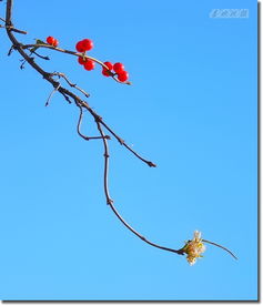 秋风吹得绿叶去,留下傲骨缀红颜