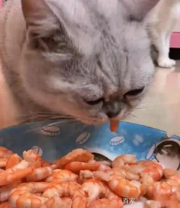主人剥满满一盆虾给猫吃,猫咪吃的很爽,真让人羡慕