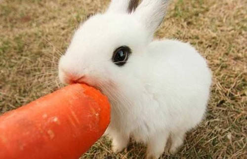 养宠经验 兔子一天吃多少兔粮