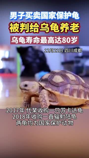 男子买卖国家保护龟被公诉检方要求判他给乌龟 养老 