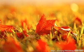 秋风舞红叶