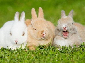 兔子可以吃什么,兔子可以吃什么蔬菜