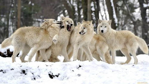 狼为什么能被驯化成狗,狗还能野化成狼吗