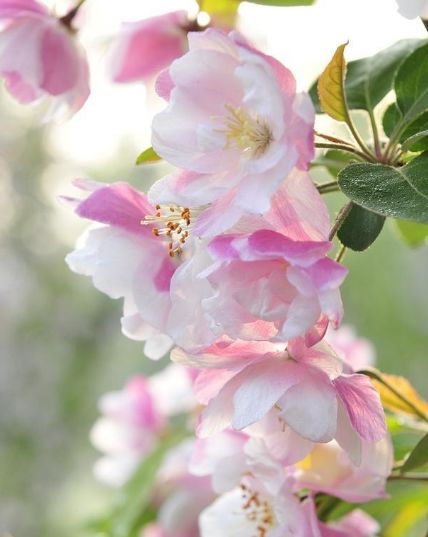 进入4月上旬,4属相吉星照耀,桃花朵朵开,生意火事业顺