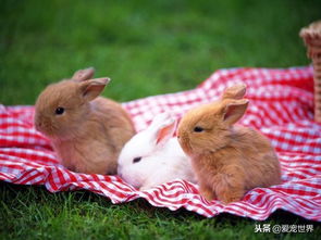 兔子可以吃哪些东西,为什么有的人一喂就死了