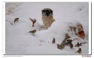 雪花 丧家犬和麻雀