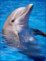 独家 与人一样 海豚能通过声音互称呼名字 