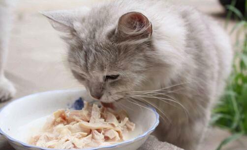 猫咪不吃饭 挑食,这些坏毛病应该如何纠正 记住这几点就足够了
