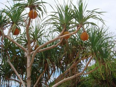 菠萝房里面长什么样子(住在菠萝屋是种什么样的体验)