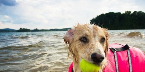 带狗狗去海边玩需要注意什么 这几点做好,狗狗玩的会更开心