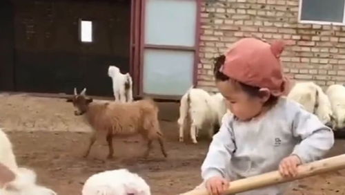 宝宝在奶奶家干活,和院子里的羊发生冲突,最终会是谁胜利 