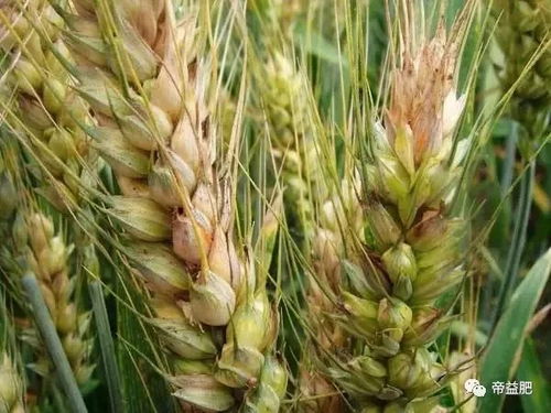 小麦主要病害之一是什么,下雨后麦头发黑怎么回事？