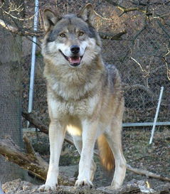 大家看下这个是狼还是狗,有人说它是捷克狼犬 