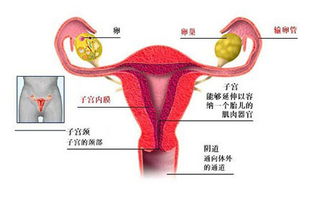 患慢性盆腔炎会导致痛经吗