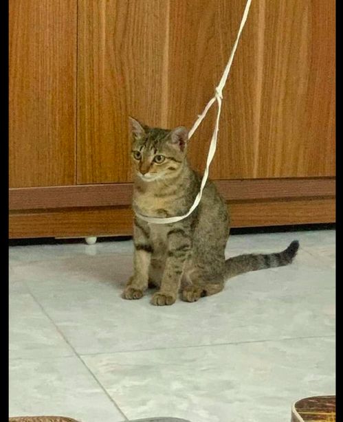 主人只是把绳子挂在猫咪的身上,它就待在原地不动了,智商堪忧呀