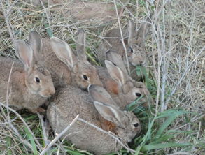 果园饲养兔子的优点及事项介绍,养殖兔子有前景吗