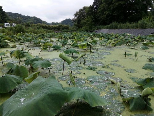 莲藕田浮萍一个劲地疯长,怎么防除不伤藕 掌握正确方法巧防浮萍