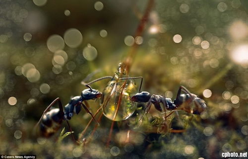 蚂蚁碰到水的那些事怎么办(蚂蚁碰水会死吗)