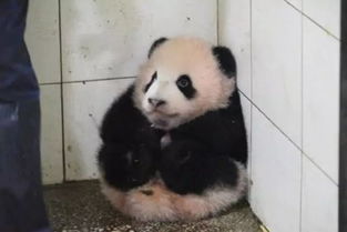 熊猫捣乱,阿姨一把抱起放角落里,网友 受不了了想抱回家 