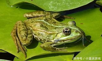 中国的未解之谜,中国第一泉水湖,大明湖的青蛙为什么不叫 