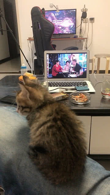 小猫皮皮 会看电视哦 