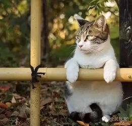 这座日本东京都下惬意的流浪猫们