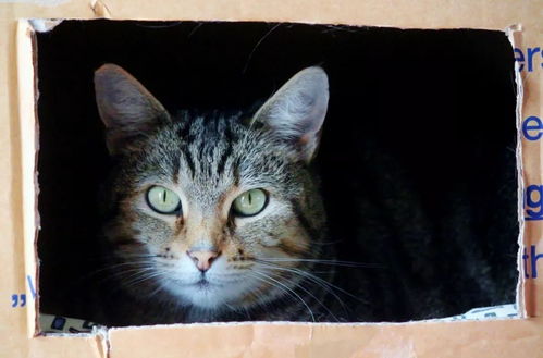 萌知识 猫为什么都对箱子如此狂热