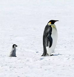 可爱小企鹅