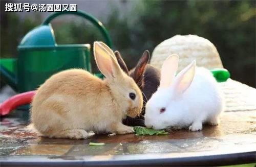 自制的兔子化毛膏能吃吗