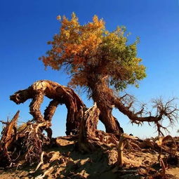 胡杨树的生长环境及生长地方条件,胡杨树的生长环境及生长地方条件