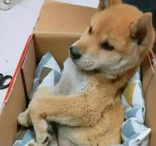 网友捡到被遗弃的小狗,发现箱子里有封信,看完后感动哭了