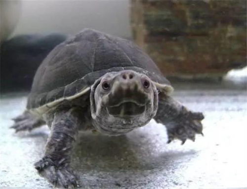麝香龟能长多大,成年麝香龟能长多大