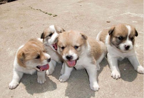 这六种狗狗,便宜又好养,谁养谁走运