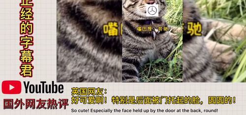 在中国被嫌弃的流浪猫,国外却超受欢迎 外国网友 3000美金一只 