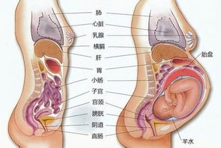 北京不孕不育医院谈试管婴儿移植后饮食需注意