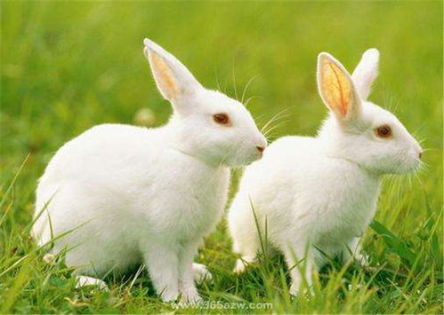 属兔的优点兔子的优点(属兔的有什么性格和缺点)
