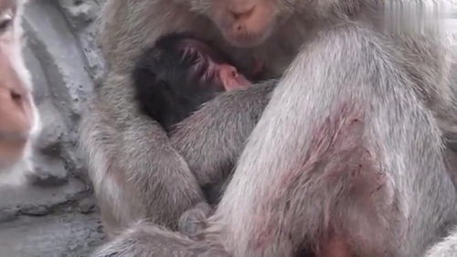 猴子宝宝有什么问题,它一直在猴妈妈怀里都没动过 