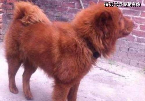 中华名犬,广东五红狗和广西笔尾灰犬,已濒临灭绝,急待拯救