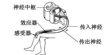 有哪些因素会导致身体酸碱度的变化？