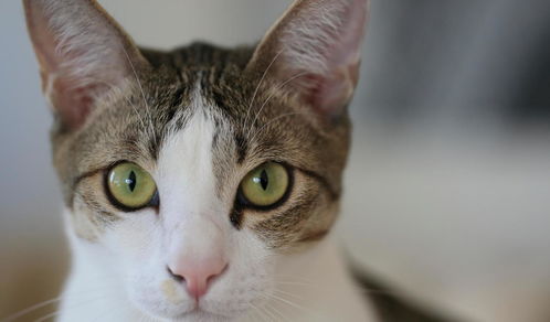 猫咪5种不同的眼神,你了解它们的含义吗