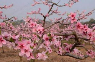 三生三世看桃花,桃花劫断好成家 